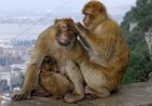 Dirty Mouth: What Gibraltar’s Monkeys Have To Teach Us about the Nutritional Value of Ultraprocessed Food
