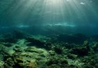 A Remote Lake Sealed Off Since the Ice Age Became Home to Millions of Jellyfish Found Nowhere Else on Earth