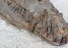 Buried Just Inches Beneath Tunisia’s Sahara Sands, a Fully Intact 10-Meter-Long Sea Crocodile Fossil Has Been Found