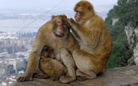 Dirty Mouth: What Gibraltar’s Monkeys Have To Teach Us about the Nutritional Value of Ultraprocessed Food