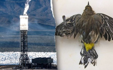 Obama-era 'clean energy' solar power plant still uses fossil fuels – and kills thousands of birds annually
