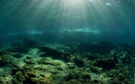 A Remote Lake Sealed Off Since the Ice Age Became Home to Millions of Jellyfish Found Nowhere Else on Earth