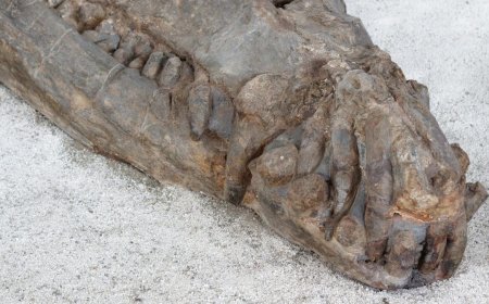 Buried Just Inches Beneath Tunisia’s Sahara Sands, a Fully Intact 10-Meter-Long Sea Crocodile Fossil Has Been Found