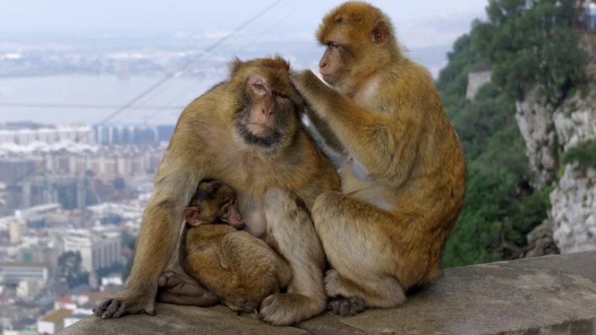 Dirty Mouth: What Gibraltar’s Monkeys Have To Teach Us about the Nutritional Value of Ultraprocessed Food