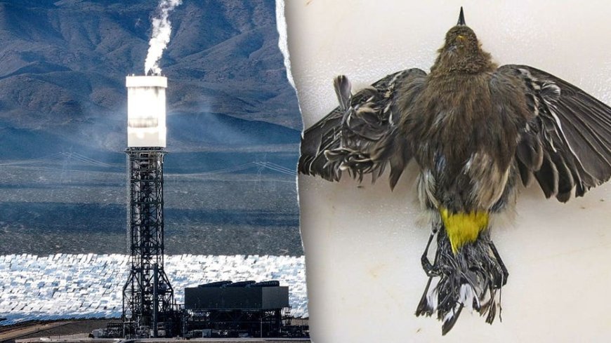 Obama-era 'clean energy' solar power plant still uses fossil fuels – and kills thousands of birds annually