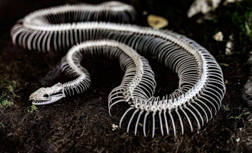 Scientists Found a Rare Fossil Showing Snakes Once Had Legs and Looked Very Different From Today