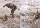 Hunter Faces Backlash Over Disturbing Video Showing Alleged Torture of Wounded Coyote