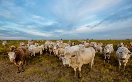 Flesh-Eating Cattle Screwworm Spreads Beyond Texas As USDA Accelerates Eradication Push