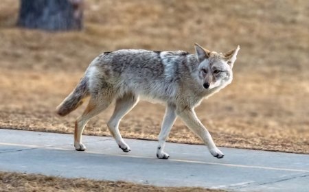Deadly ‘fox tapeworm’ linked to lethal disease detected in West Coast wildlife