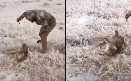 Hunter Faces Backlash Over Disturbing Video Showing Alleged Torture of Wounded Coyote