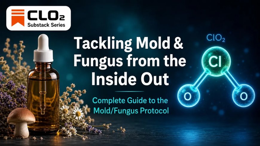 🍄 Tackling Mold & Fungus from the Inside Out 🍄