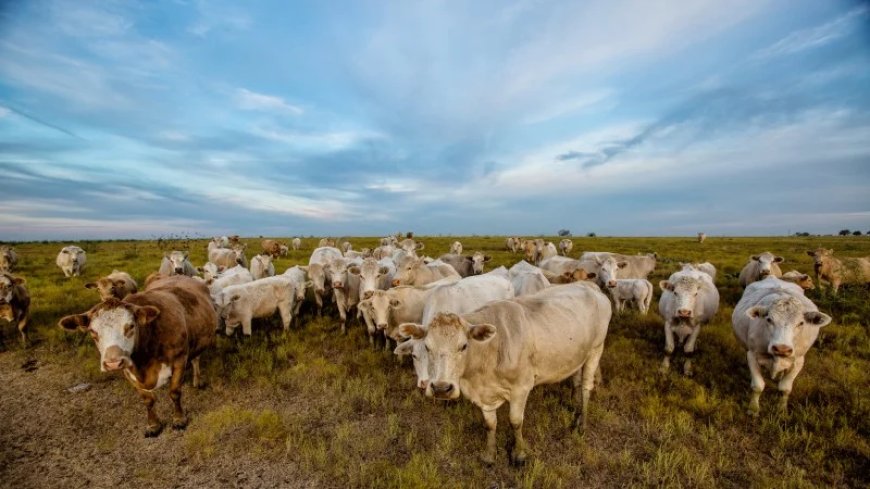 Flesh-Eating Cattle Screwworm Spreads Beyond Texas As USDA Accelerates Eradication Push