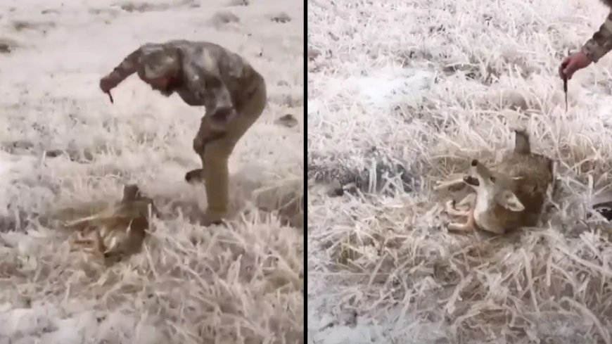 Hunter Faces Backlash Over Disturbing Video Showing Alleged Torture of Wounded Coyote