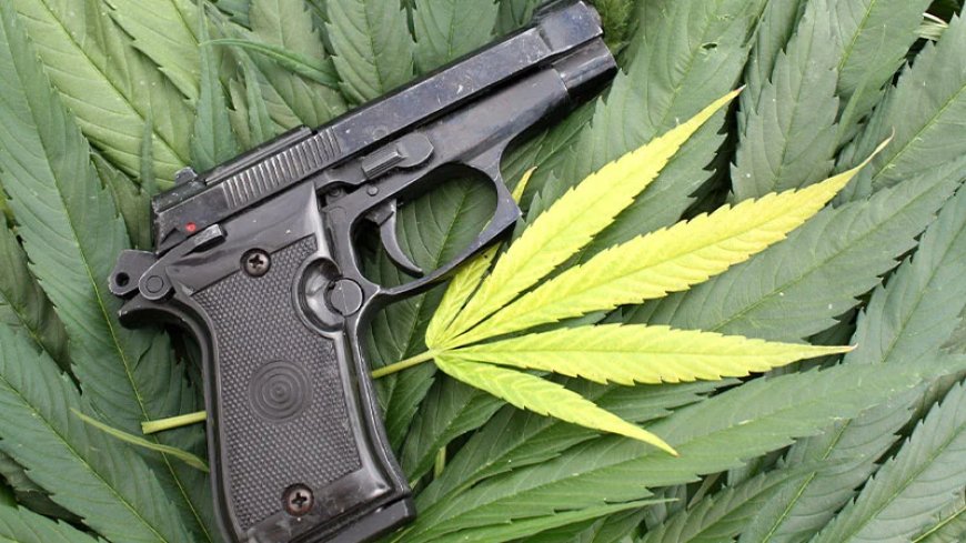 Supreme Court Rules Barring Guns From Marijuana Users Violates Second Amendment