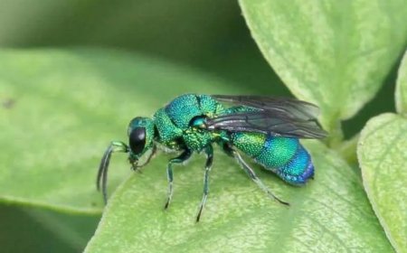 Zionism, the Human Parasitoid