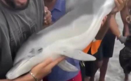 Alien Invaders In Ceuta, Spain Beat Baby Dolphin To Death