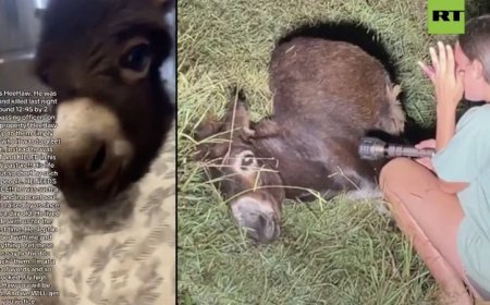 Petting Zoo Miniature Donkey Shot And Killed By Police