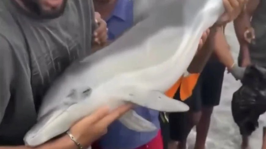 Alien Invaders In Ceuta, Spain Beat Baby Dolphin To Death